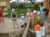 miniclub_condor_ferma_animalelor_2